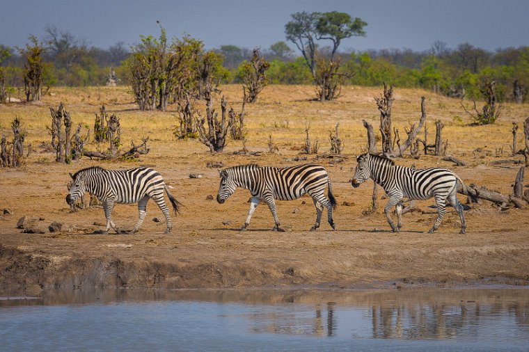 064 Zimbabwe, Hwange NP, zebra's.jpg